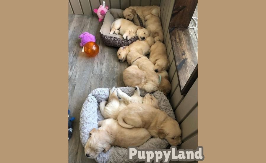 puppyland