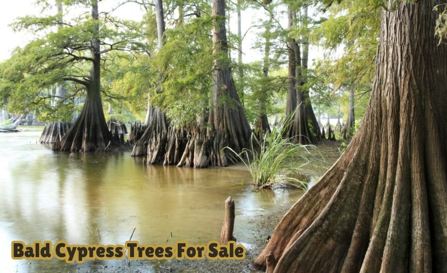 bald cypress trees for sale