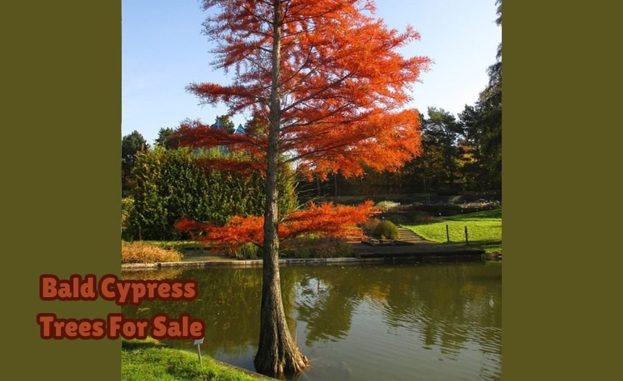 bald cypress trees for sale