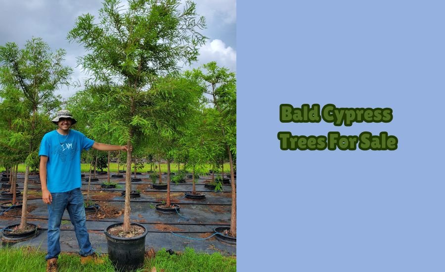 bald cypress trees for sale