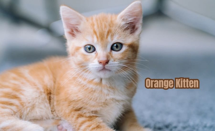 orange kitten