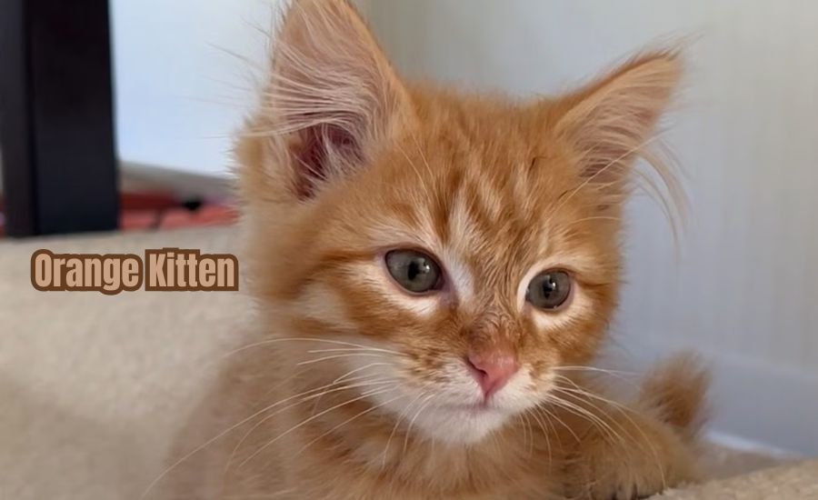 orange kitten