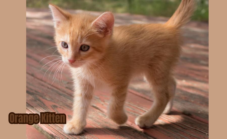 orange kitten