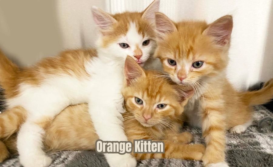 orange kitten