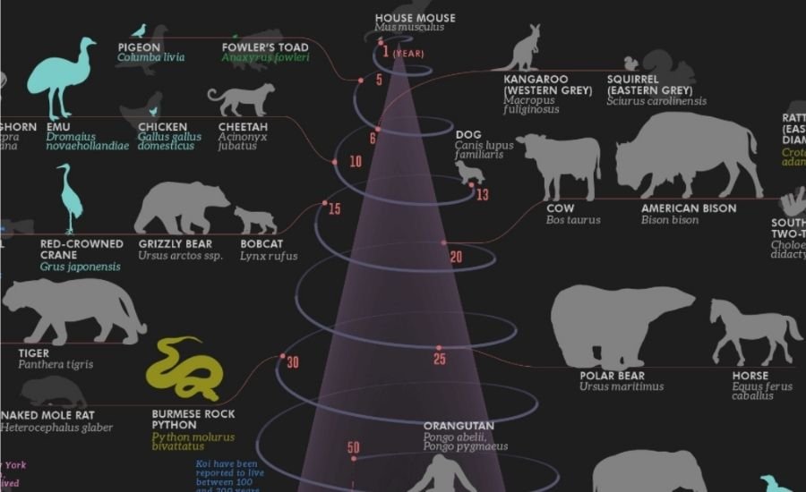 how long is a century